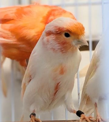 Budgerigar