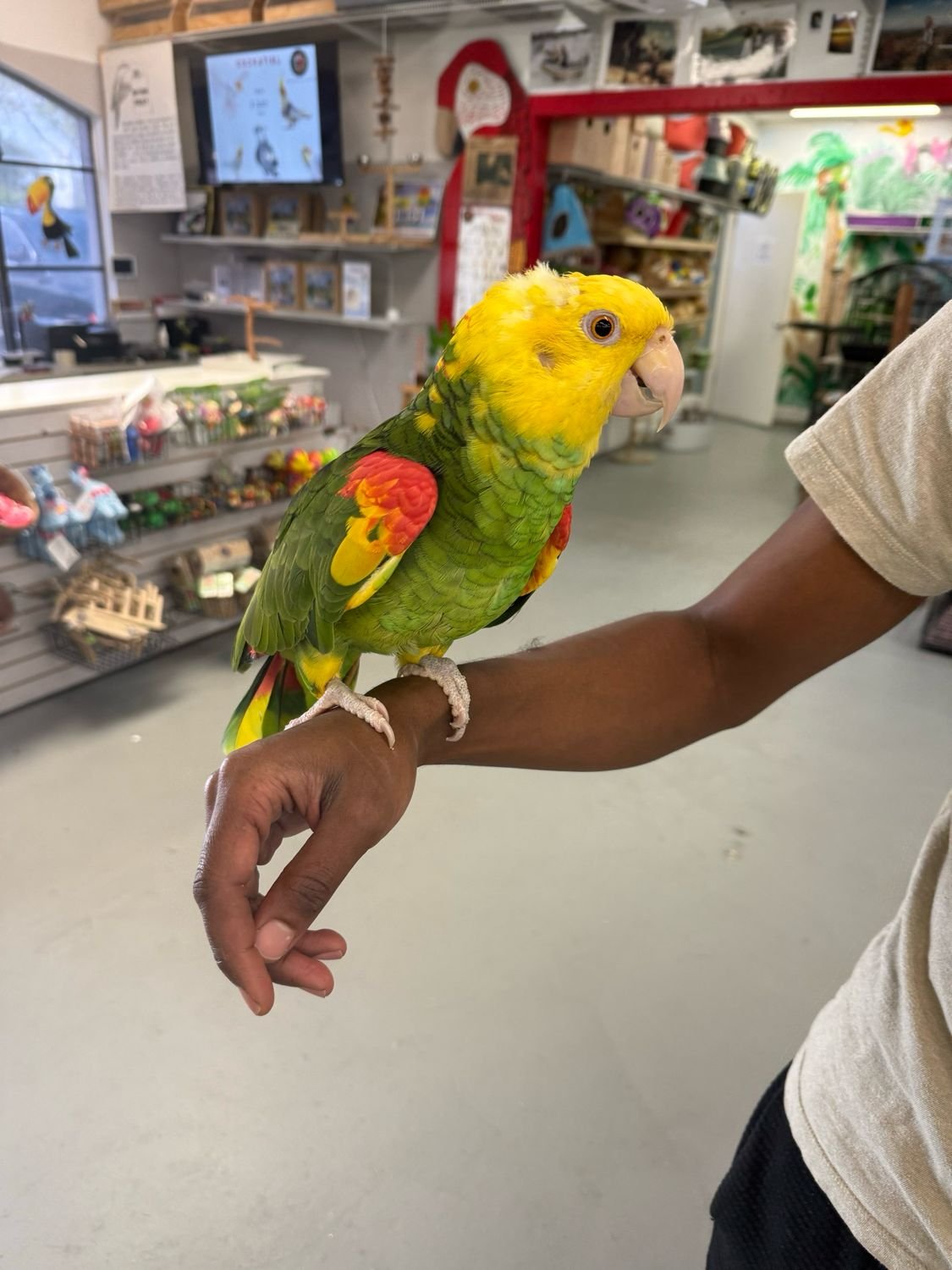Amazon Parrot