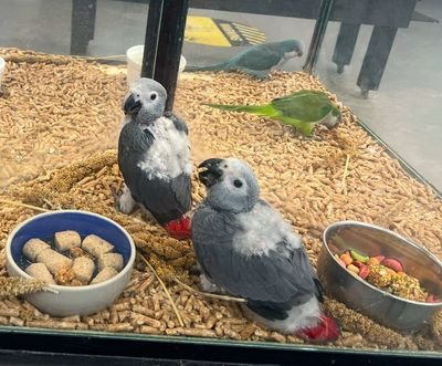 Cockatiel