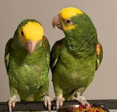 African Grey