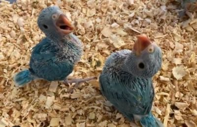 Budgerigar