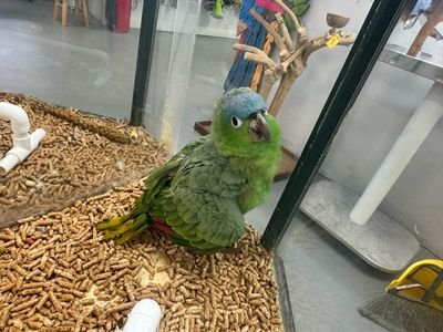 Cockatiel