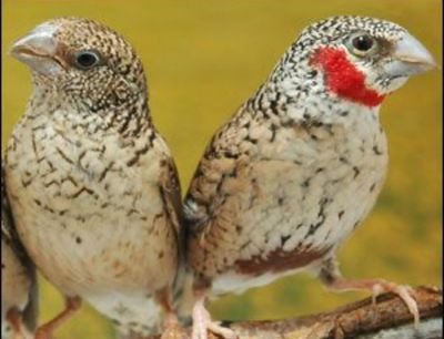 Lovebirds