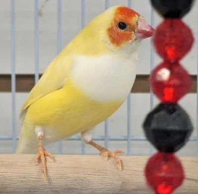 Cockatiel