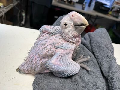 Amazon Parrot