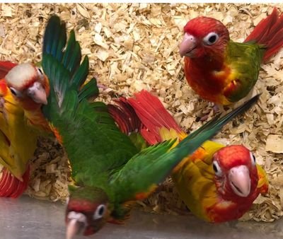 Cockatoo