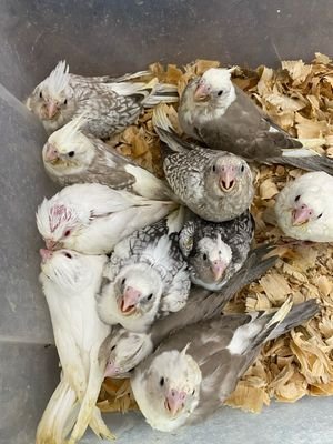 Budgerigar