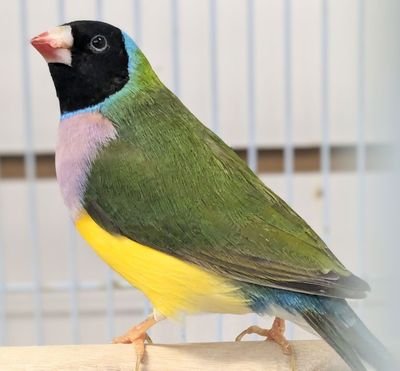 Amazon Parrot