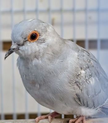 Cockatoo